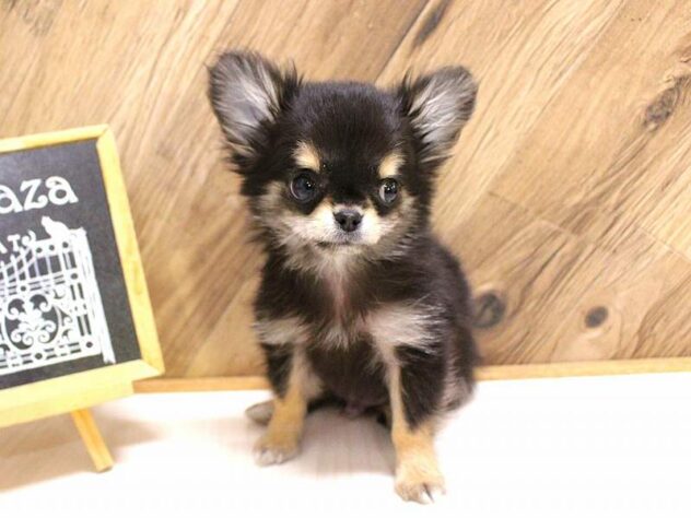 兵庫県のチワワ(ロング) (ペット・プラザ アミーゴつかしん店/2026年1月27日生まれ/男の子/ブラックタンホワイト)の子犬の2枚目の画像