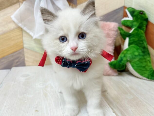 高知県のラグドール (ワンキャラット アミーゴ高知店/2026年2月22日生まれ/女の子/ブルーポイントバイカラー)の子猫の1枚目の画像