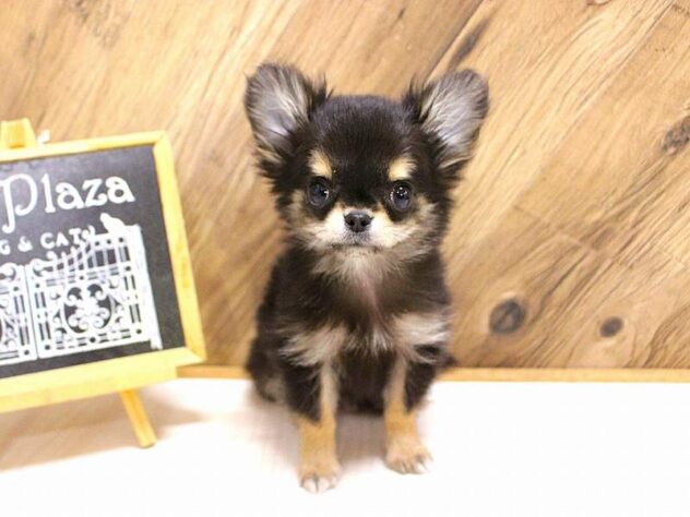 兵庫県のチワワ(ロング) (ペット・プラザ アミーゴつかしん店/2026年1月27日生まれ/男の子/ブラックタンホワイト)の子犬の1枚目の画像