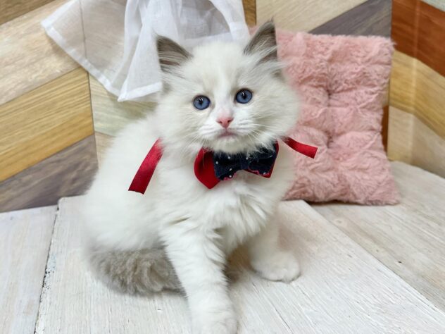 高知県のラグドール (ワンキャラット アミーゴ高知店/2026年2月22日生まれ/女の子/ブルーポイントバイカラー)の子猫の2枚目の画像