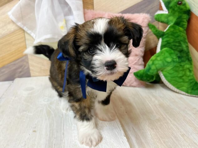 高知県のチャイニーズクレステッドドッグ (ワンキャラット アミーゴ高知店/2026年2月21日生まれ/男の子/ブラウンホワイト)の子犬の2枚目の画像