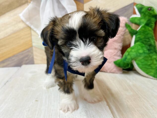 高知県のチャイニーズクレステッドドッグ (ワンキャラット アミーゴ高知店/2026年2月21日生まれ/男の子/ブラウンホワイト)の子犬の1枚目の画像