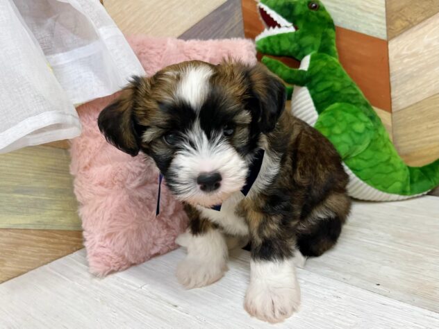 高知県のチャイニーズクレステッドドッグ (ワンキャラット アミーゴ高知店/2026年2月21日生まれ/男の子/ブラウンホワイト)の子犬の3枚目の画像