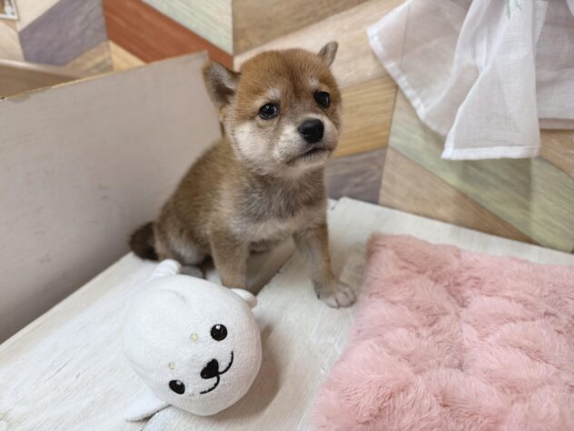 高知県の柴犬(標準サイズ) (ワンキャラット アミーゴ高知店/2026年2月22日生まれ/女の子/赤)の子犬の2枚目の画像