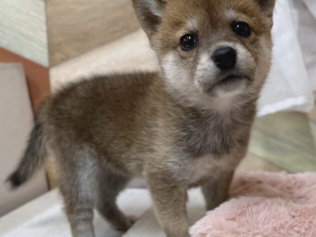 高知県の柴犬(標準サイズ) (ワンキャラット アミーゴ高知店/2026年2月22日生まれ/女の子/赤)の子犬の1枚目の画像