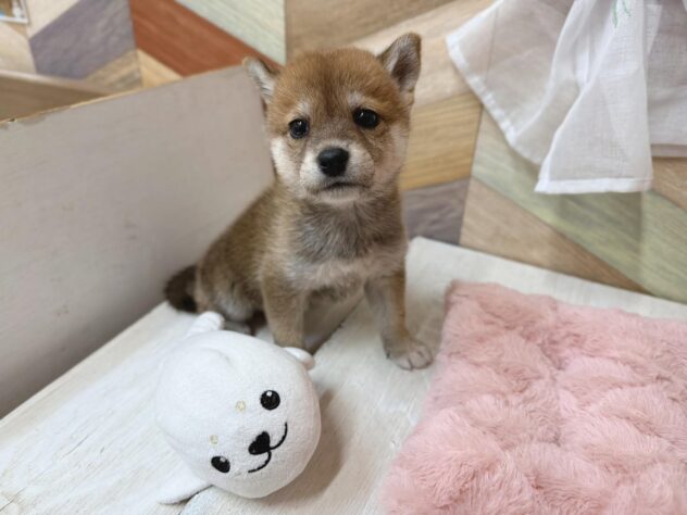 高知県の柴犬(標準サイズ) (ワンキャラット アミーゴ高知店/2026年2月22日生まれ/女の子/赤)の子犬の4枚目の画像