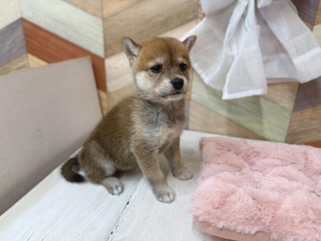 高知県の柴犬(標準サイズ) (ワンキャラット アミーゴ高知店/2026年2月22日生まれ/女の子/赤)の子犬の3枚目の画像