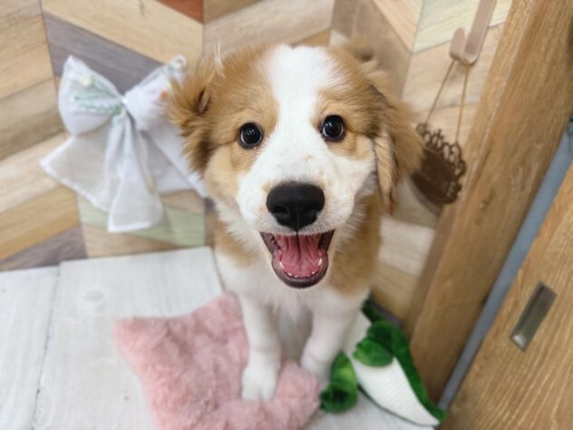 高知県のハーフ犬・ミックス犬 (ワンキャラット アミーゴ高知店/2026年1月9日生まれ/女の子/ブラウンホワイト)の子犬の1枚目の画像