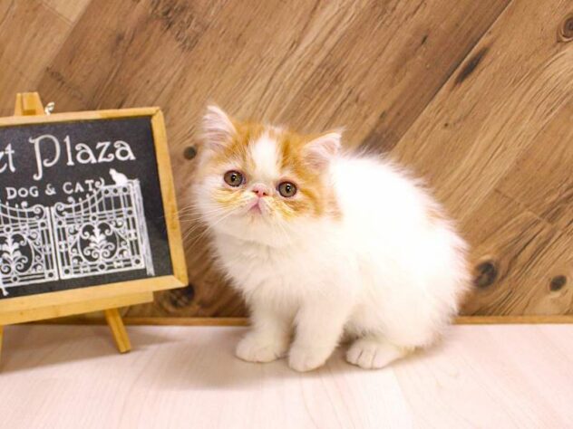 2026年2月12日生まれのエキゾチックショートヘアー