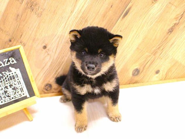 兵庫県の豆柴 (ペット・プラザ アミーゴつかしん店/2026年2月16日生まれ/男の子/黒)の子犬の1枚目の画像