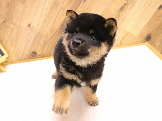 兵庫県の豆柴 (ペット・プラザ アミーゴつかしん店/2026年2月16日生まれ/男の子/黒)の子犬の3枚目の画像