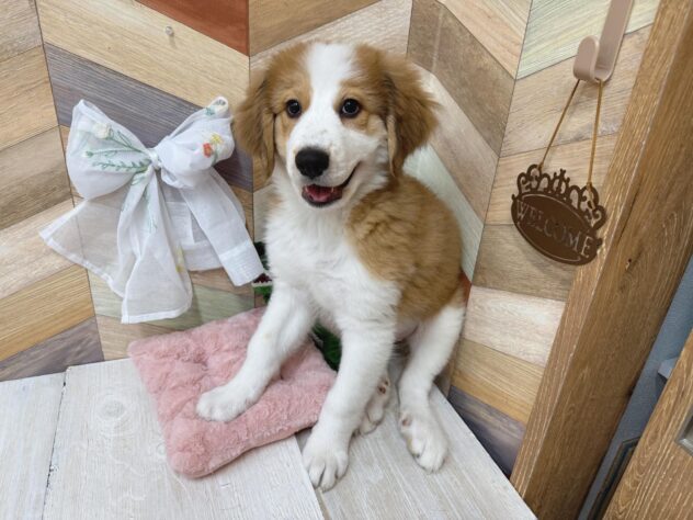 高知県のハーフ犬・ミックス犬 (ワンキャラット アミーゴ高知店/2026年1月9日生まれ/女の子/ブラウンホワイト)の子犬の4枚目の画像