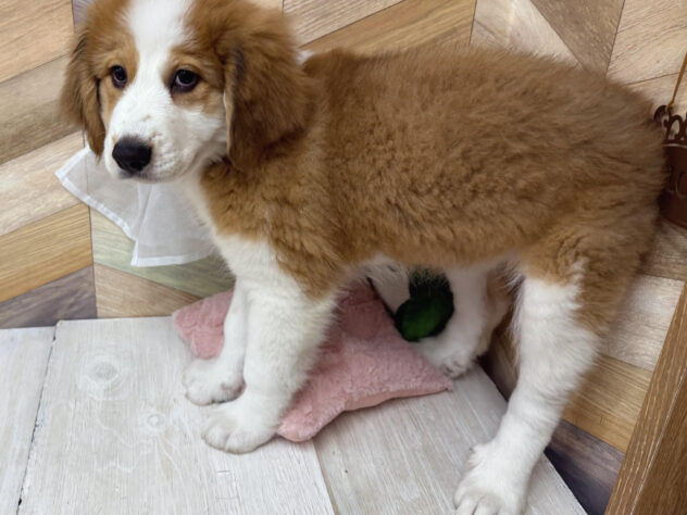 高知県のハーフ犬・ミックス犬 (ワンキャラット アミーゴ高知店/2026年1月9日生まれ/女の子/ブラウンホワイト)の子犬の2枚目の画像