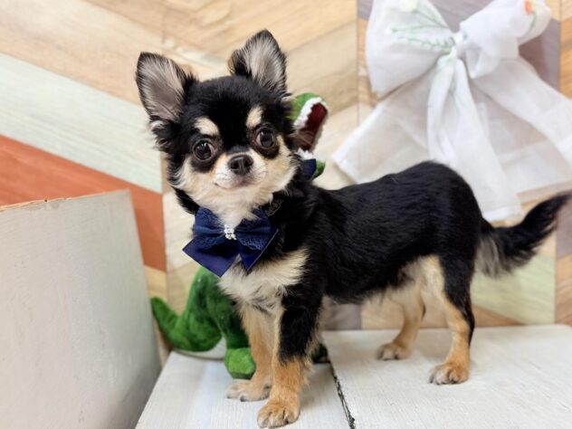 高知県のチワワ(ロング) (ワンキャラット アミーゴ高知店/2025年8月30日生まれ/男の子/ブラックタンホワイト)の子犬の2枚目の画像