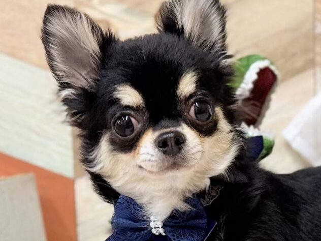 高知県のチワワ(ロング) (ワンキャラット アミーゴ高知店/2025年8月30日生まれ/男の子/ブラックタンホワイト)の子犬の1枚目の画像