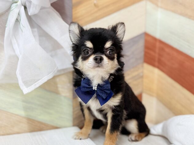 高知県のチワワ(ロング) (ワンキャラット アミーゴ高知店/2025年8月30日生まれ/男の子/ブラックタンホワイト)の子犬の3枚目の画像