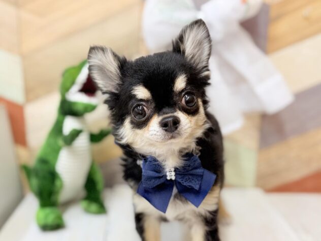 高知県のチワワ(ロング) (ワンキャラット アミーゴ高知店/2025年8月30日生まれ/男の子/ブラックタンホワイト)の子犬の4枚目の画像