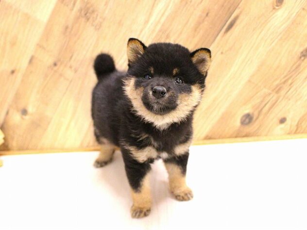 兵庫県の豆柴 (ペット・プラザ アミーゴつかしん店/2026年2月16日生まれ/男の子/黒)の子犬の2枚目の画像