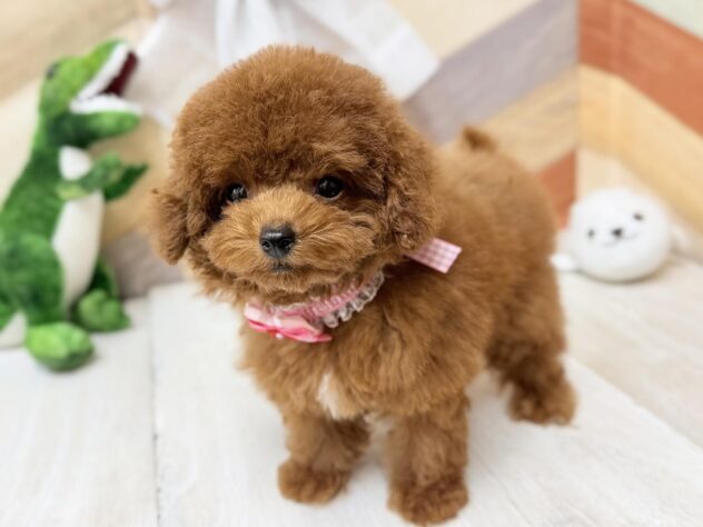 高知県のトイプードル(トイ) (ワンキャラット アミーゴ高知店/2026年1月31日生まれ/女の子/レッド)の子犬の4枚目の画像