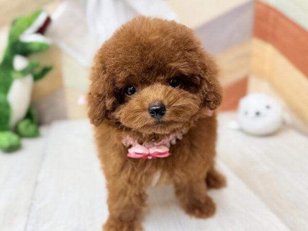 高知県のトイプードル(トイ) (ワンキャラット アミーゴ高知店/2026年1月31日生まれ/女の子/レッド)の子犬の2枚目の画像