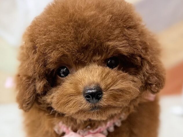 高知県のトイプードル(トイ) (ワンキャラット アミーゴ高知店/2026年1月31日生まれ/女の子/レッド)の子犬の1枚目の画像