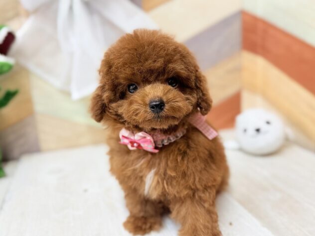 高知県のトイプードル(トイ) (ワンキャラット アミーゴ高知店/2026年1月31日生まれ/女の子/レッド)の子犬の3枚目の画像