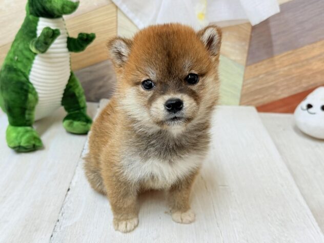 高知県の柴犬(標準サイズ) (ワンキャラット アミーゴ高知店/2026年3月1日生まれ/女の子/赤)の子犬の1枚目の画像