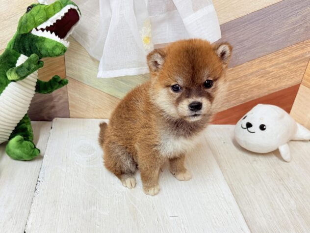 高知県の柴犬(標準サイズ) (ワンキャラット アミーゴ高知店/2026年3月1日生まれ/女の子/赤)の子犬の2枚目の画像
