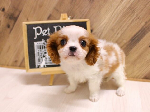 2026年2月3日生まれのキャバリアキングチャールズスパニエル