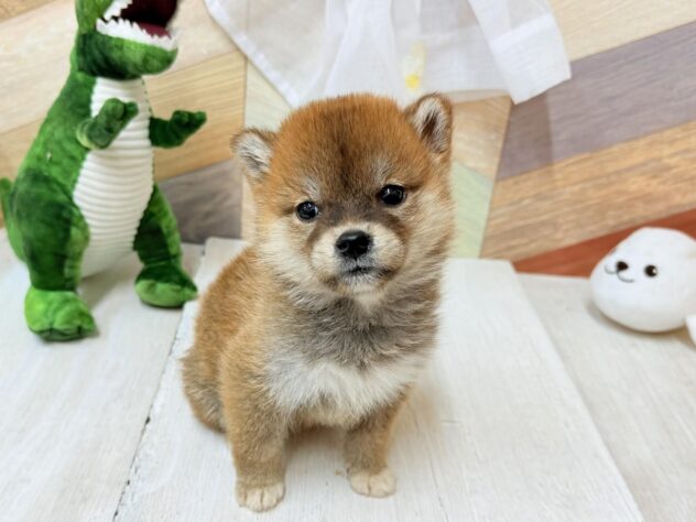 高知県の柴犬(標準サイズ) (ワンキャラット アミーゴ高知店/2026年3月1日生まれ/女の子/赤)の子犬の3枚目の画像