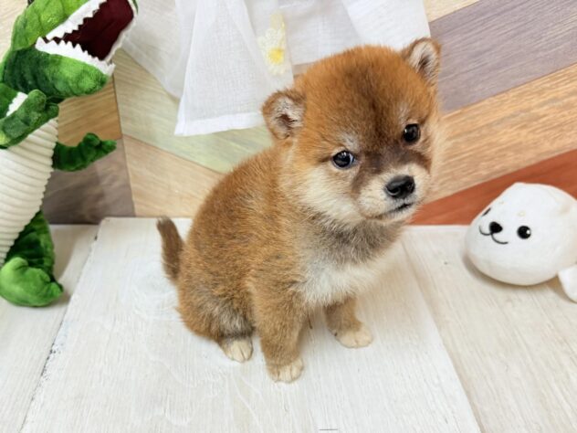 高知県の柴犬(標準サイズ) (ワンキャラット アミーゴ高知店/2026年3月1日生まれ/女の子/赤)の子犬の4枚目の画像