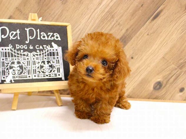 兵庫県のトイプードル(トイ) (ペット・プラザ アミーゴつかしん店/2026年2月18日生まれ/男の子/レッドフォーン)の子犬の3枚目の画像