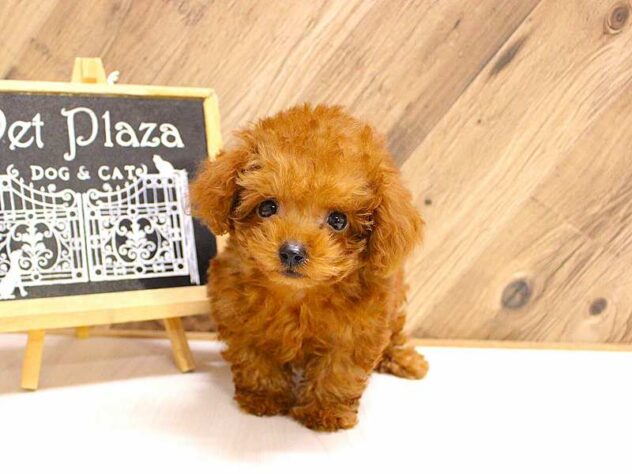 兵庫県のトイプードル(トイ) (ペット・プラザ アミーゴつかしん店/2026年2月18日生まれ/男の子/レッドフォーン)の子犬の1枚目の画像