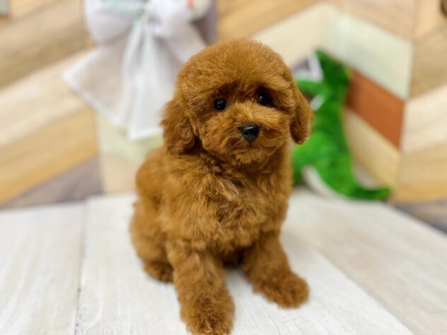 高知県のトイプードル(トイ) (ワンキャラット アミーゴ高知店/2026年1月30日生まれ/女の子/レッド)の子犬の4枚目の画像