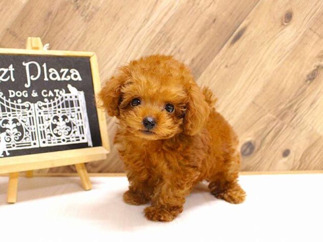 兵庫県のトイプードル(トイ) (ペット・プラザ アミーゴつかしん店/2026年2月18日生まれ/男の子/レッドフォーン)の子犬の2枚目の画像