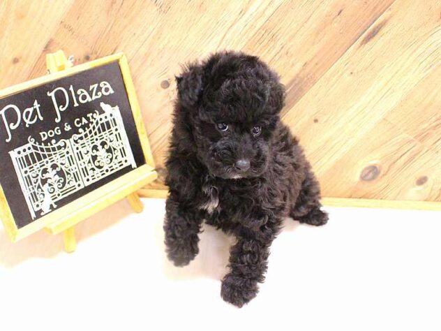 兵庫県のトイプードル(トイ) (ペット・プラザ アミーゴつかしん店/2026年2月7日生まれ/男の子/ブラック)の子犬の3枚目の画像