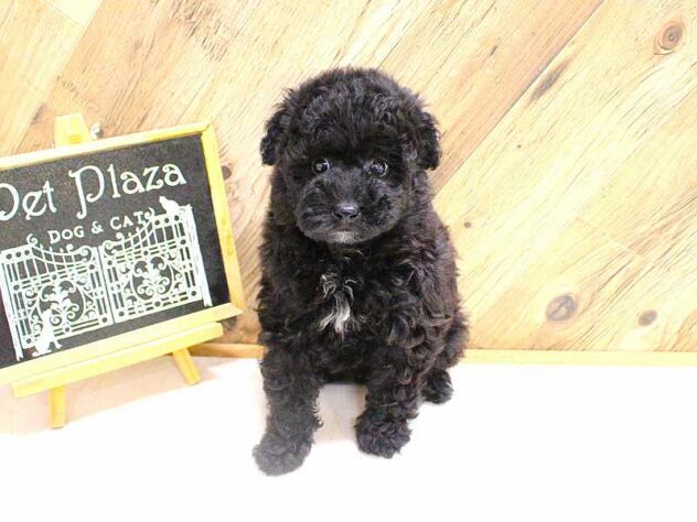 兵庫県のトイプードル(トイ) (ペット・プラザ アミーゴつかしん店/2026年2月7日生まれ/男の子/ブラック)の子犬の1枚目の画像