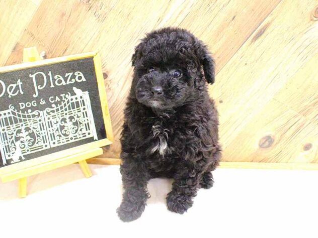兵庫県のトイプードル(トイ) (ペット・プラザ アミーゴつかしん店/2026年2月7日生まれ/男の子/ブラック)の子犬の2枚目の画像