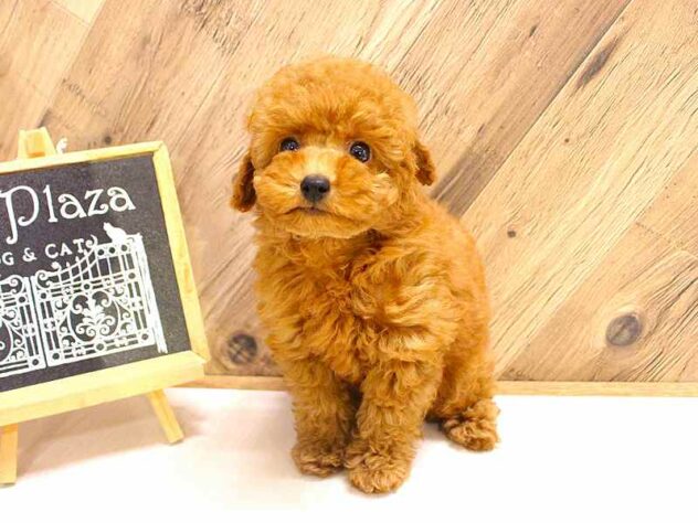 兵庫県のトイプードル(トイ) (ペット・プラザ アミーゴつかしん店/2026年2月17日生まれ/男の子/レッドフォーン)の子犬の2枚目の画像