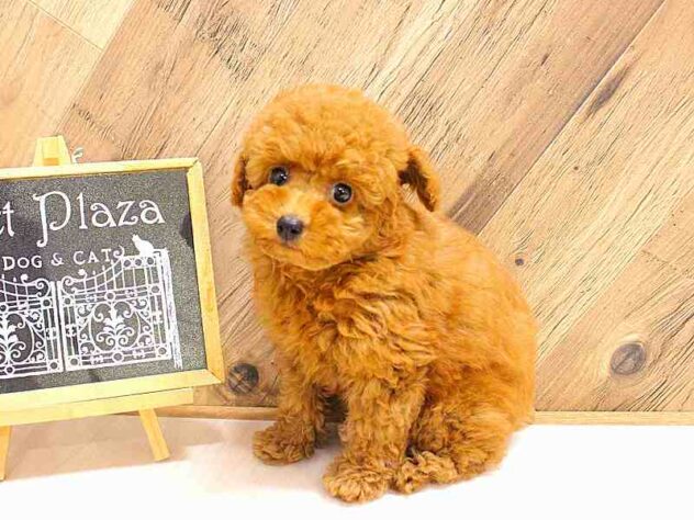 兵庫県のトイプードル(トイ) (ペット・プラザ アミーゴつかしん店/2026年2月17日生まれ/男の子/レッドフォーン)の子犬の1枚目の画像