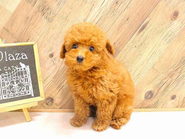 兵庫県のトイプードル(トイ) (ペット・プラザ アミーゴつかしん店/2026年2月17日生まれ/男の子/レッドフォーン)の子犬の3枚目の画像