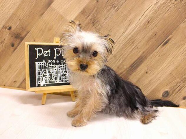 兵庫県のヨークシャーテリア (ペット・プラザ アミーゴつかしん店/2025年11月20日生まれ/女の子/スチールブルータン)の子犬の2枚目の画像