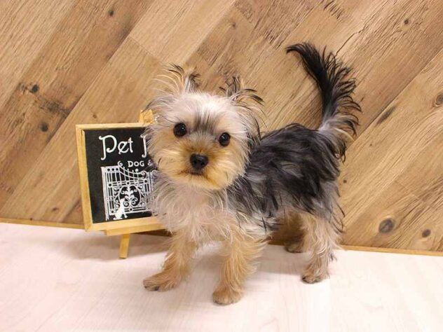 兵庫県のヨークシャーテリア (ペット・プラザ アミーゴつかしん店/2025年11月20日生まれ/女の子/スチールブルータン)の子犬の1枚目の画像