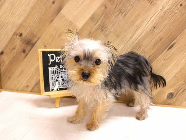 兵庫県のヨークシャーテリア (ペット・プラザ アミーゴつかしん店/2025年11月20日生まれ/女の子/スチールブルータン)の子犬の3枚目の画像