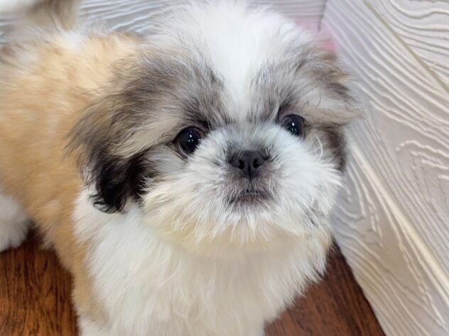 兵庫県のシーズー (ワンキャラット アミーゴ姫路飾磨店/2025年12月24日生まれ/男の子/ゴールドホワイト)の子犬の3枚目の画像