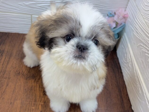 兵庫県のシーズー (ワンキャラット アミーゴ姫路飾磨店/2025年12月24日生まれ/男の子/ゴールドホワイト)の子犬の2枚目の画像