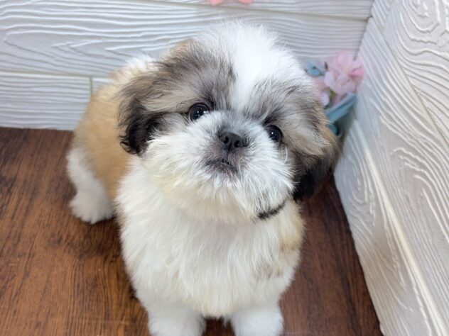 兵庫県のシーズー (ワンキャラット アミーゴ姫路飾磨店/2025年12月24日生まれ/男の子/ゴールドホワイト)の子犬の4枚目の画像