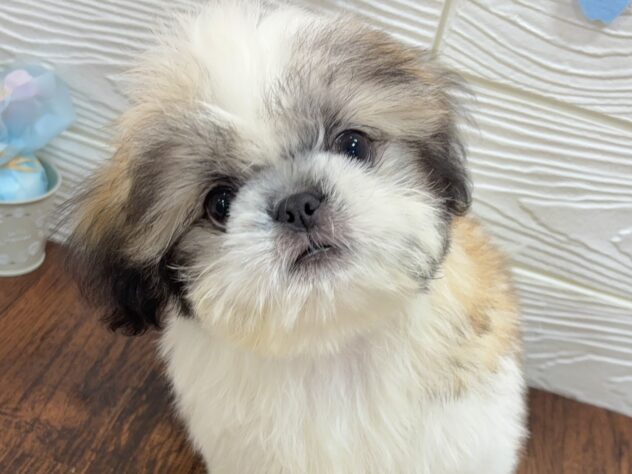 兵庫県のシーズー (ワンキャラット アミーゴ姫路飾磨店/2025年12月24日生まれ/男の子/ゴールドホワイト)の子犬の1枚目の画像