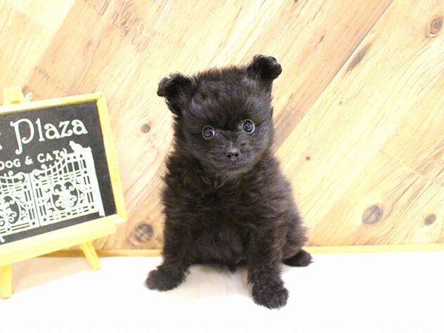 兵庫県のポメプー(ポメラニアン×プードル) (ペット・プラザ アミーゴつかしん店/2026年2月17日生まれ/男の子/ブラック)の子犬の1枚目の画像