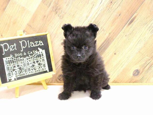 兵庫県のポメプー(ポメラニアン×プードル) (ペット・プラザ アミーゴつかしん店/2026年2月17日生まれ/男の子/ブラック)の子犬の3枚目の画像